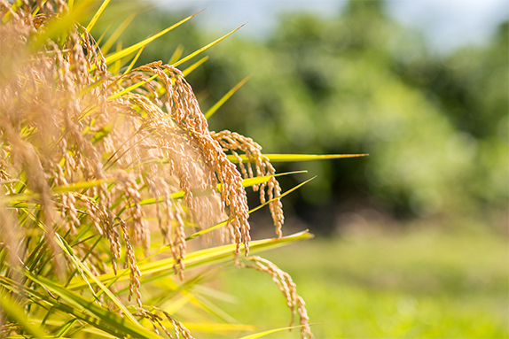 フェイスファーム自然画像2