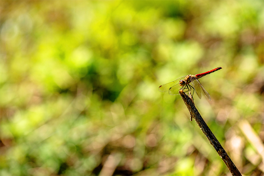 フェイスファーム自然画像4