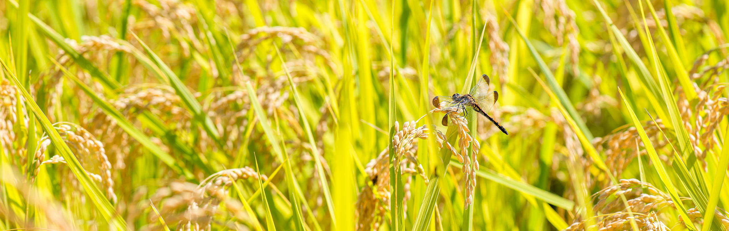 フェイスファーム 商品紹介メイン画像